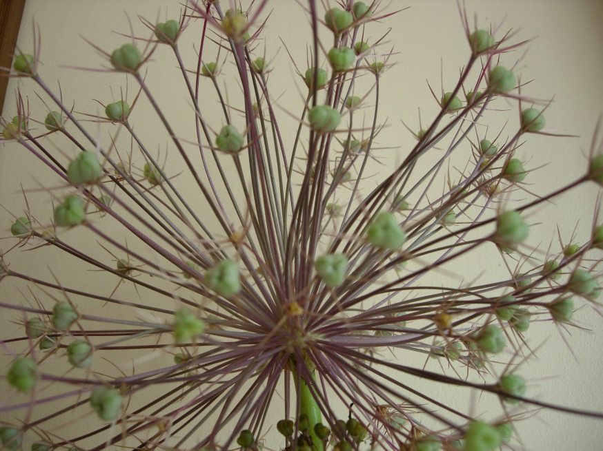alium seedhead